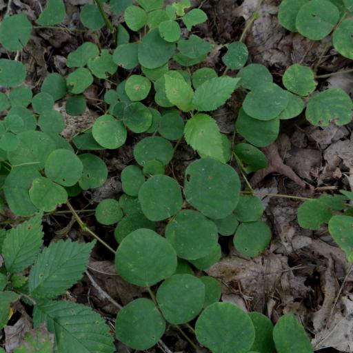 Desmodium rotundifolium — search result for 'Desmodium'