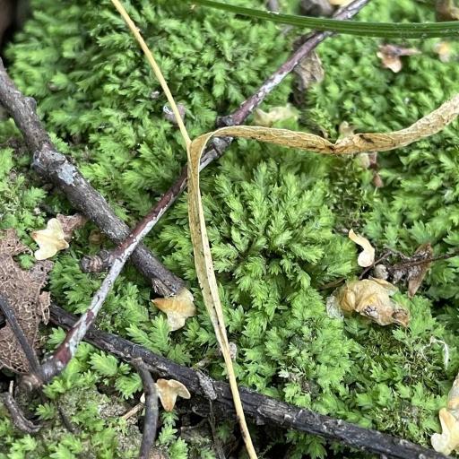 Fissidens taxifolius other