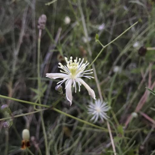Clematis drummondii other