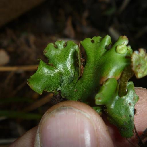 Marchantia berteroana other