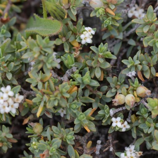 Pimelea prostrata other