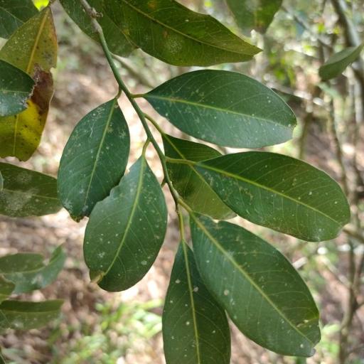 Capparis arborea other