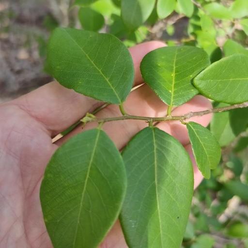 Bridelia leichhardtii other