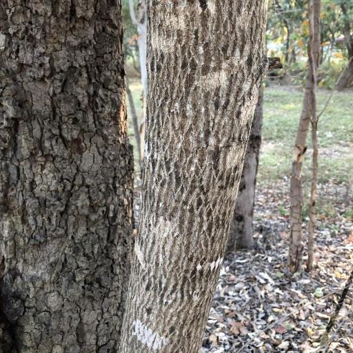 Euroschinus falcatus — search result for 'Anacardiaceae'