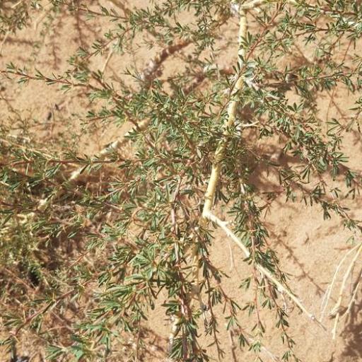 Caragana pygmaea other