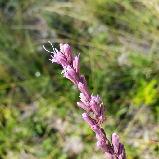 Liatris quadriflora other
