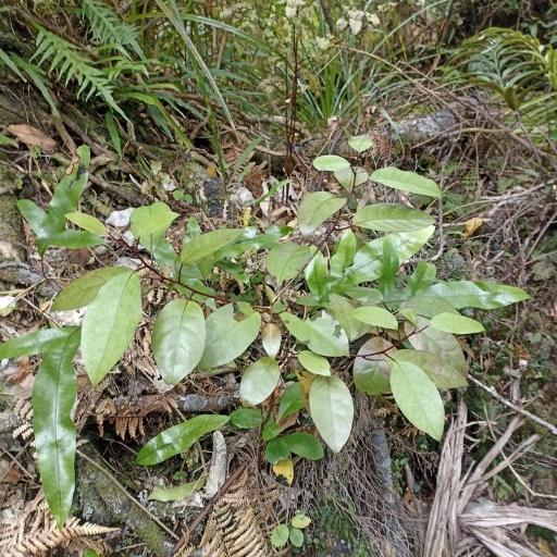 Litsea calicaris other