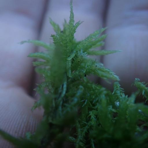 Sphagnum squarrosum other