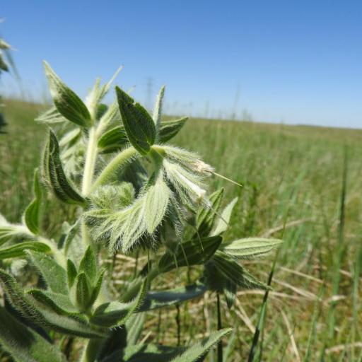 Lithospermum occidentale other