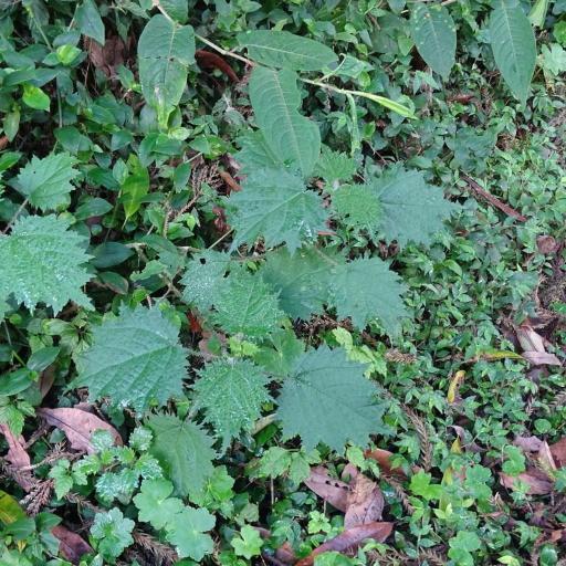 Urtica thunbergiana — search result for 'Dendrocnide'