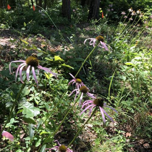 Echinacea laevigata other