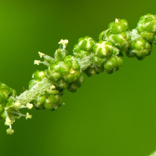Chenopodium acuminatum