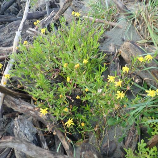 Senecio skirrhodon — houseplant care guide