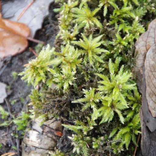 Climacium dendroides — houseplant care guide