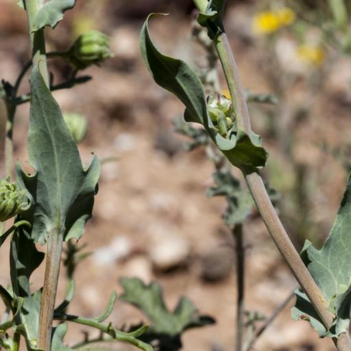 Malacothrix coulteri other