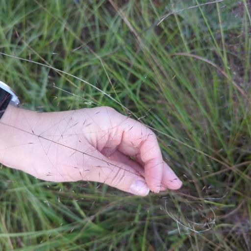 Digitaria cognata — houseplant care guide