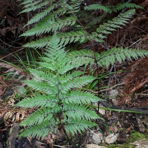 Leptolepia novae-zelandiae other