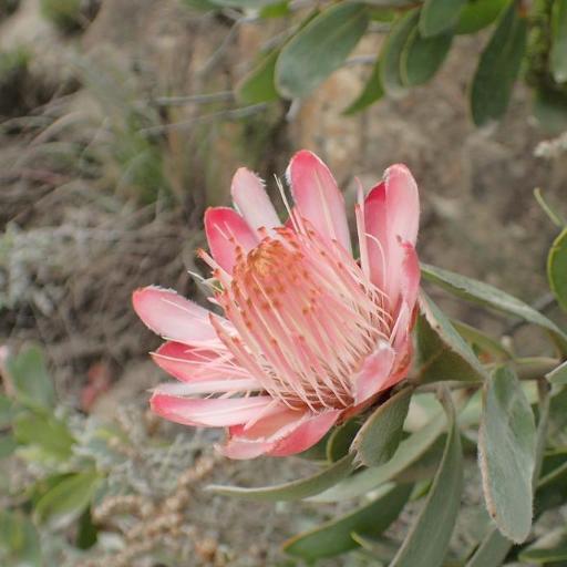 Protea punctata other