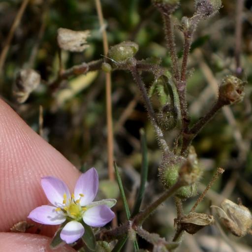 Spergularia media other