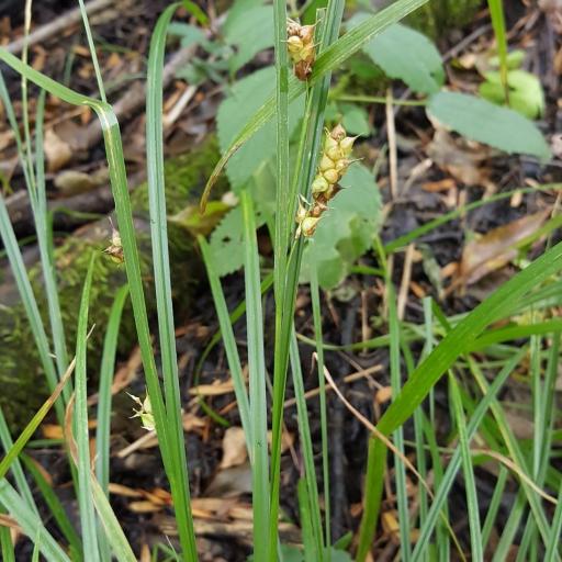 Carex tuckermanii — houseplant care guide