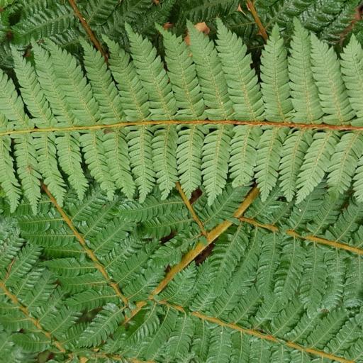 Alsophila smithii other