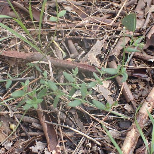 Gonocarpus tetragynus other