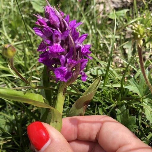 Dactylorhiza euxina — search result for 'Dactylorhiza'