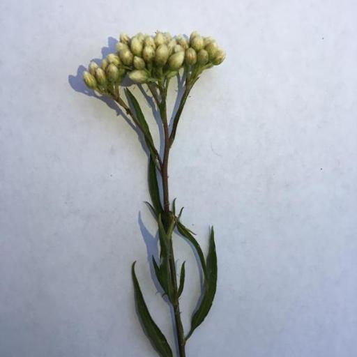 Baccharis glutinosa — search result for 'Baccharis'