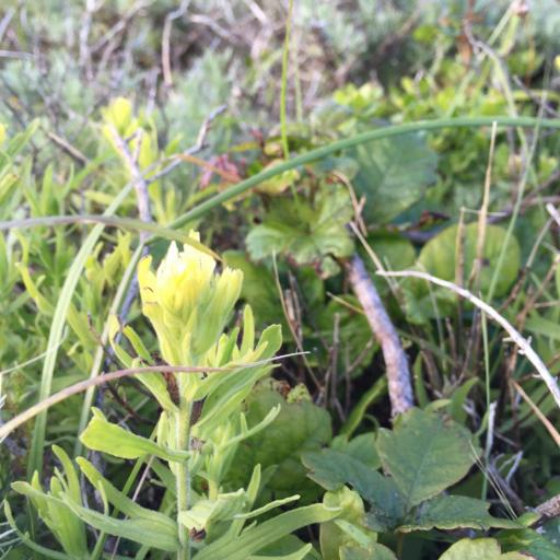 Castilleja wightii — houseplant care guide