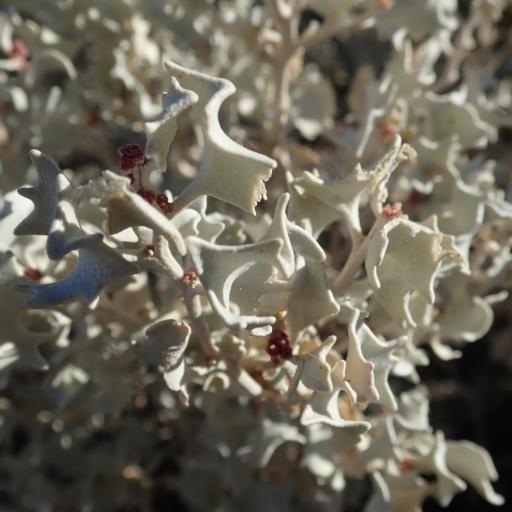 Atriplex hymenelytra other