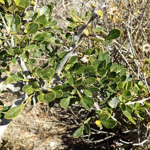 Searsia pterota — search result for 'Rhus'