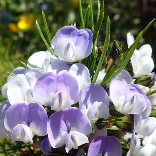 Psoralea arborea other