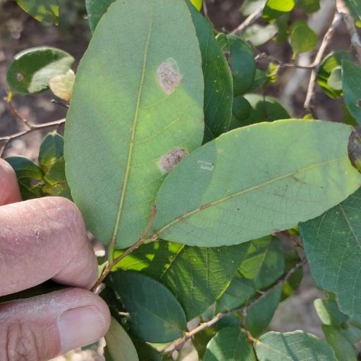 Bridelia leichhardtii — houseplant care guide