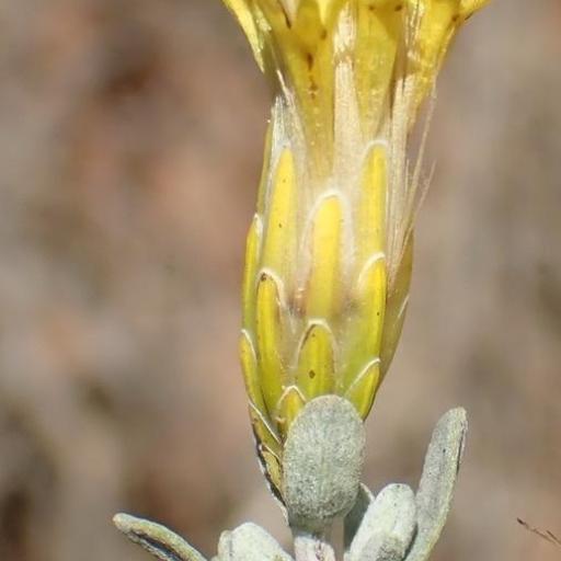 Pteronia incana — houseplant care guide