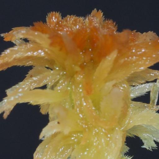 Sphagnum angustifolium — related species from the same genus