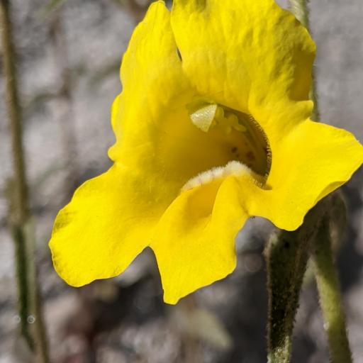 Diplacus brevipes — houseplant care guide