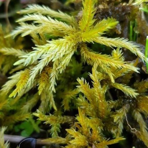 Climacium dendroides other