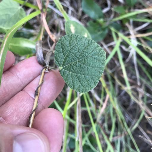 Rhynchosia americana other