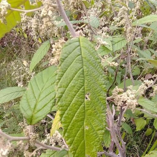 Pomaderris aspera other