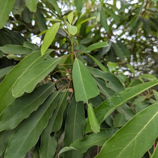 Daphniphyllum pentandrum — related species from the same genus