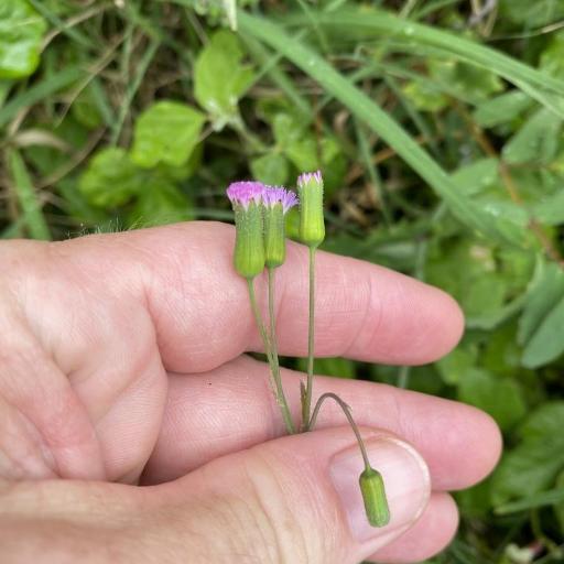 Emilia javanica other