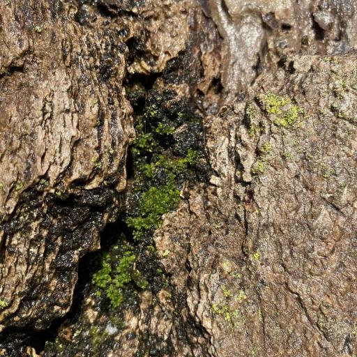 Syntrichia papillosa — related species from the same genus