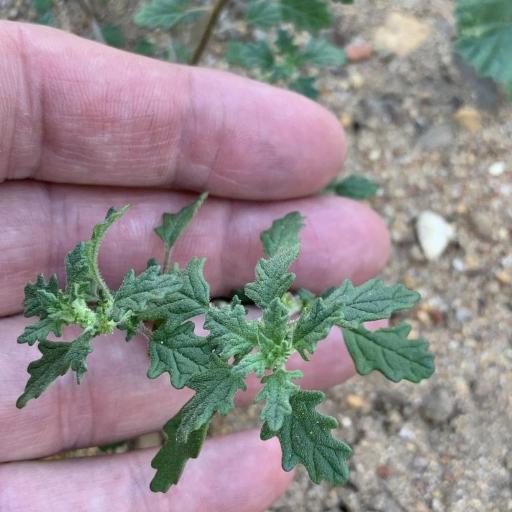 Dysphania carinata other