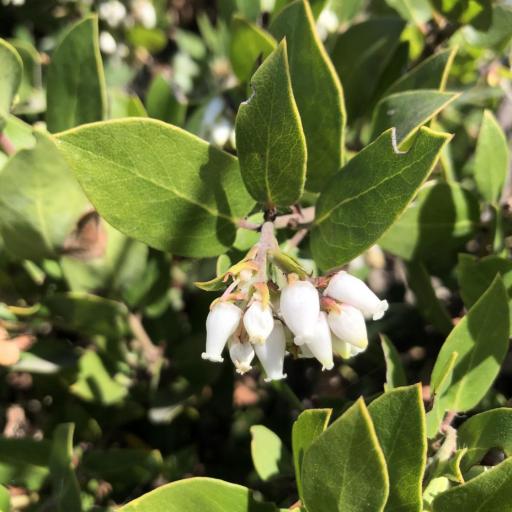 Arctostaphylos crustacea other