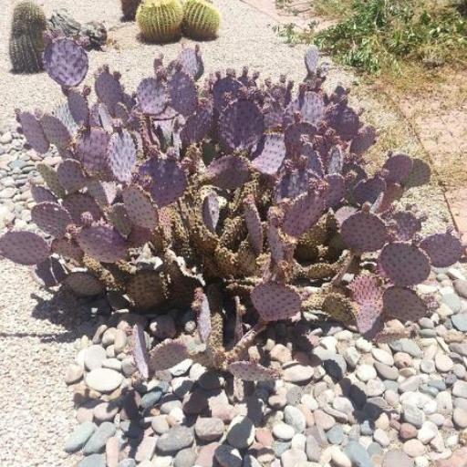 Opuntia gosseliniana other