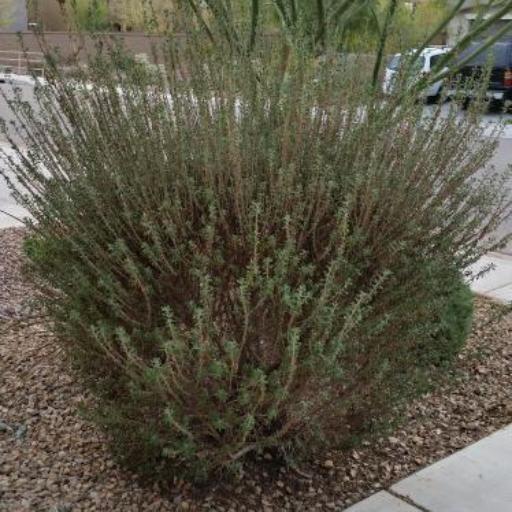 Leucophyllum laevigatum other