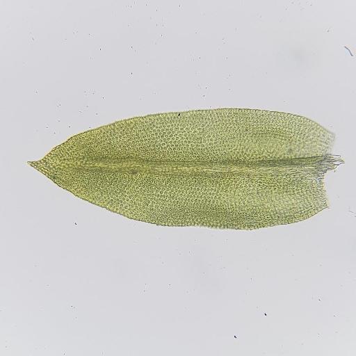 Zygodon conoideus — houseplant care guide