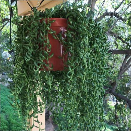 Curio radicans other