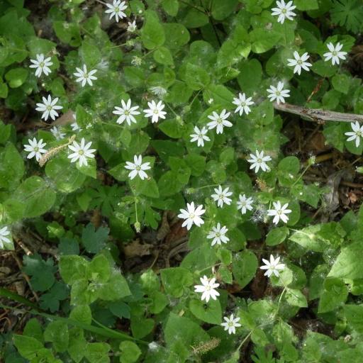 Stellaria bungeana other