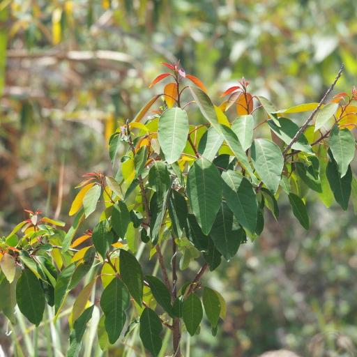 Triadica cochinchinensis other